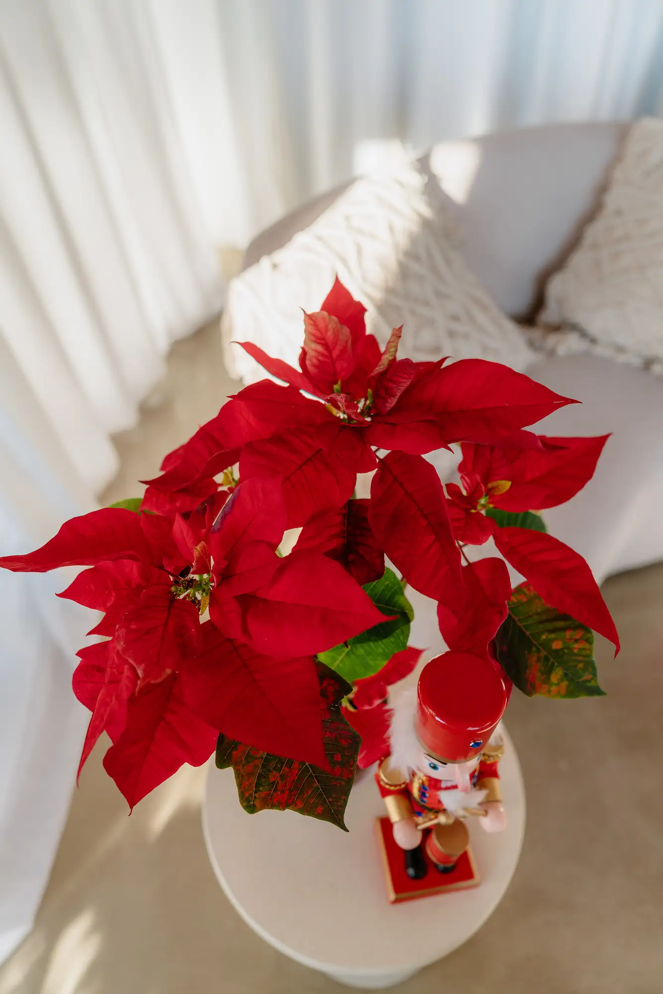 Detail poinsettie v svetlej zóne ateliéru — vianočné fotenie Bratislava